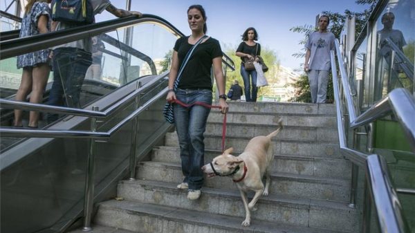 Autorizan el ingreso de perros en el Metro de Madrid