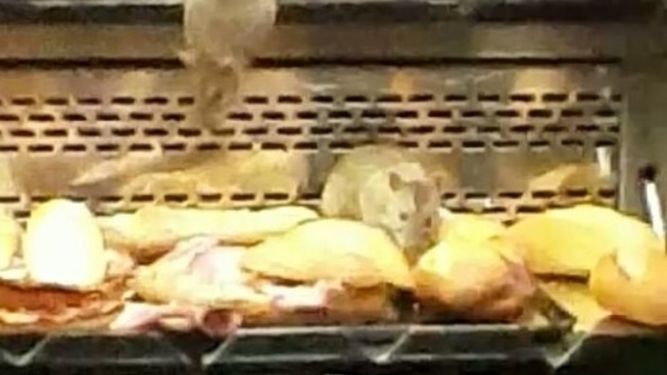 Ratas en el mostrador de una panadería Granier en Pueblo Nuevo